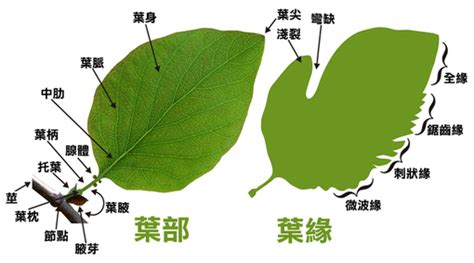 葉形狀|植物的葉子（構造、形狀、葉序、色彩）